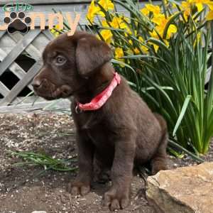 Jenny, Chocolate Labrador Retriever Puppy
